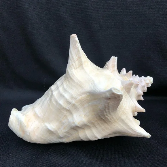 Queen Conch Seashell Strombus Gigas Decoration Large 8” x 6 1/2”” - Picture 4 of 10
